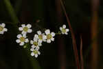 Summer spurge